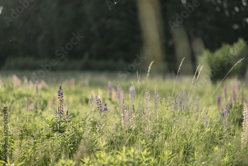 Wildflowers Blooming in a Summer Meadow with Soft Bokeh