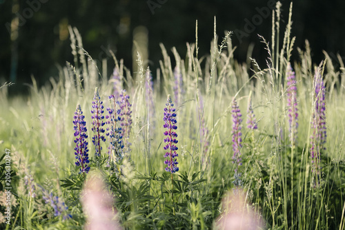 Purple Lupine Wildflowers Blooming in a Summer Meadow with Soft Bokeh