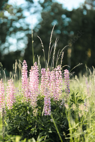 Dreamy Lupine Flowers in Sunlit Meadow at Golden Hour