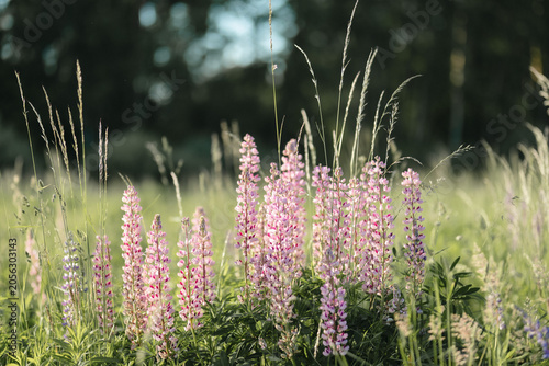 Pink Lupine Wildflowers Blooming in a Summer Meadow with Soft Bokeh