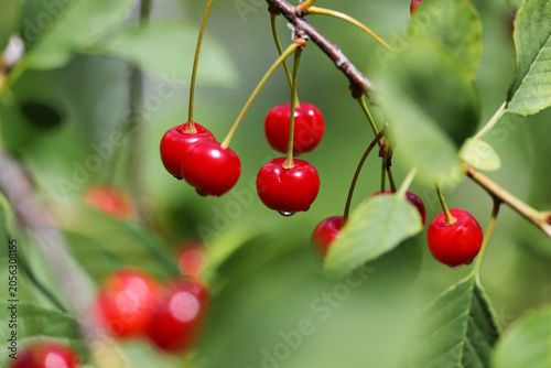 Red sour cherries on a tree