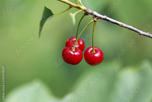 Red sour cherries on a tree
