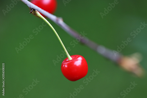 Red sour cherries on a tree