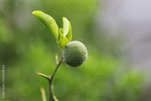 Trifoliage orange, poncirus, Citrus trifoliata