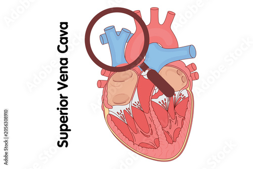 Photos Anatomy chart of human heart focusing on superior vena cava under magnifying gla