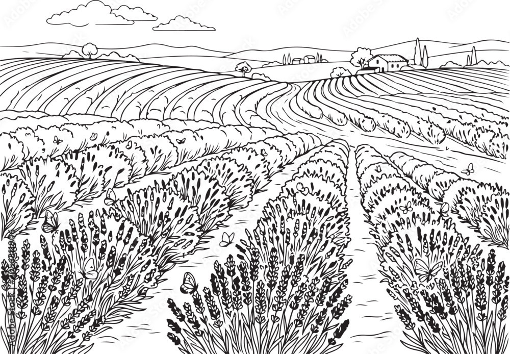 Fototapeta premium Lavender field, agricultural landscape, black and white illustration, rural scenery, vector graphic