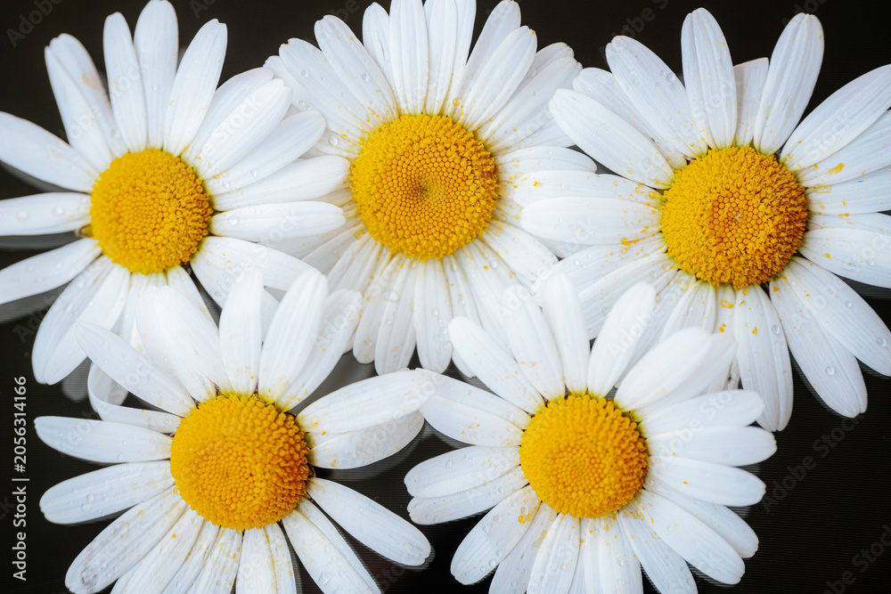 Obraz premium White daisies with yellow centers resting on a dark red, black, wet surface covered in water droplets.