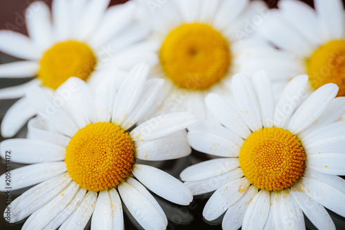 Foto White daisies with yellow centers resting on a dark red, black, wet surface covered in water droplets