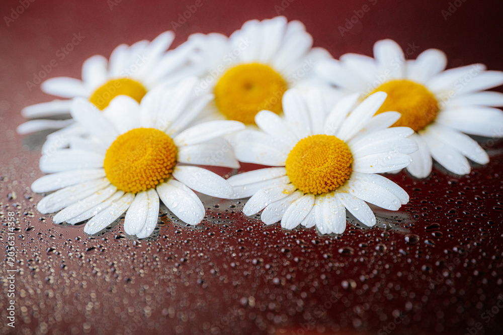 Obraz premium White daisies with yellow centers resting on a dark red, black, wet surface covered in water droplets.