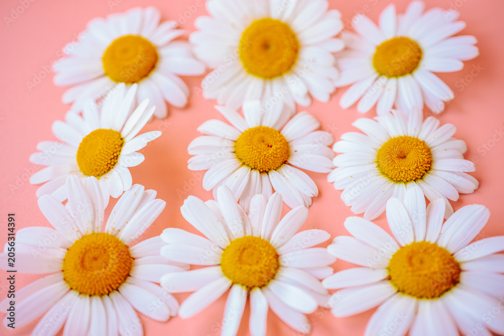 Obraz premium White daisies with yellow centers on a pink surface, photographed in soft focus with a dreamy floral mood.
