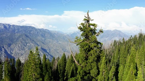 Fly-by of large sequoia tree with Kings Canyon in the background on a sunny day in national forest near Sequoia and Kings Canyon National Parks.
