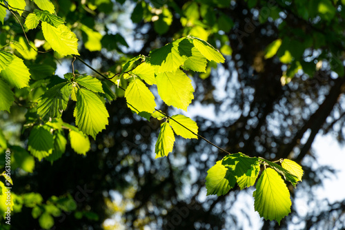 Fotografie Vibrant green leaves Corylus avellana or Corylus maxima hazelnut bask in sunlight, creating dappled light effect