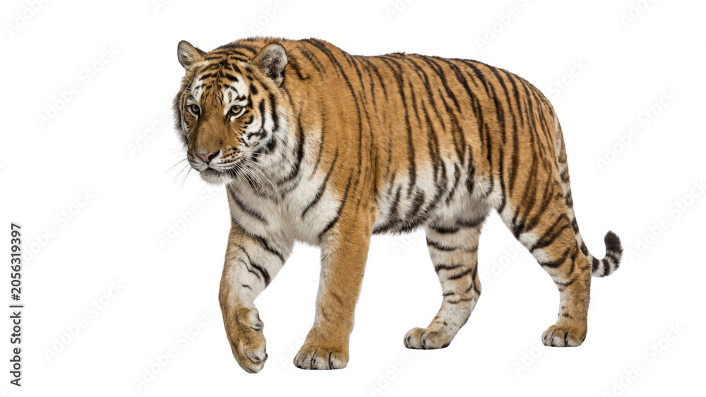 Fototapeta premium Magnificent Siberian tiger walking forward with powerful stride isolated on transparent background