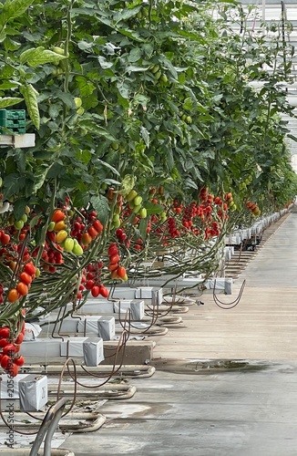 Greenhouse Tomato Cultivation in Modern Vegetable Farming