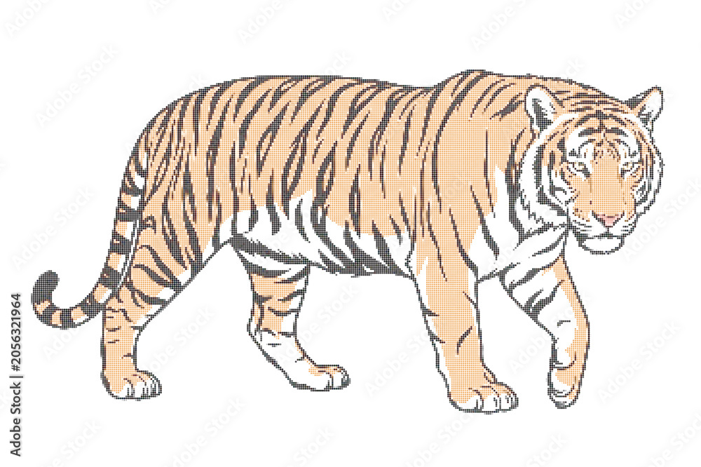 Obraz premium Tiger walking to the right side, orange and black stripes