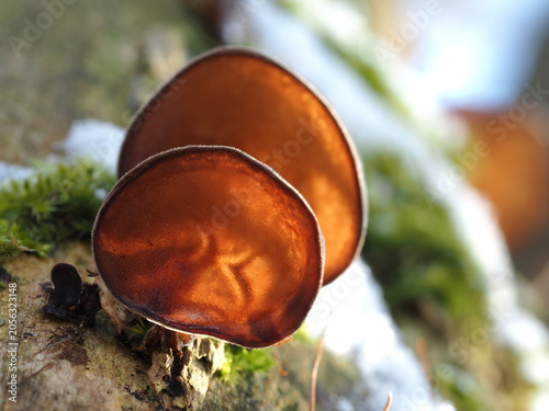 Cuadro en lienzo Judasohren, Auricularia auricula-judae