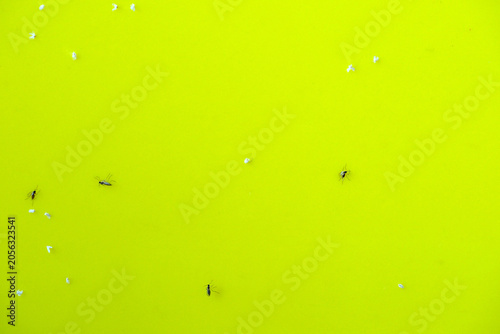 Quadro su tela Flying Insects Trapped on Yellow Sticky Monitoring Trap