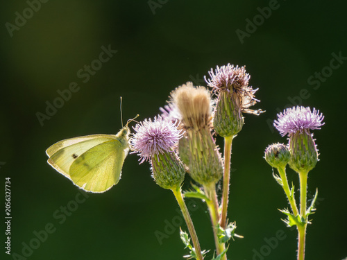 Schilderij op canvas A backlit Small White Butterfly Feeding on Creeping Thistle