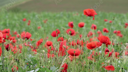 Blühstreifen mit Mohnblüten