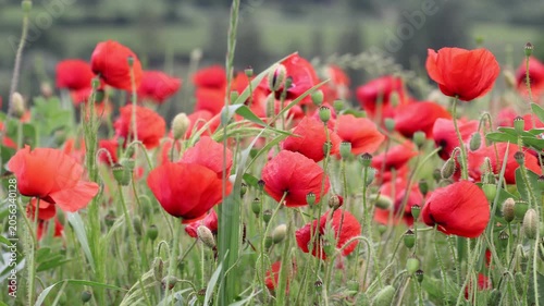 Blühstreifen mit Mohnblüten