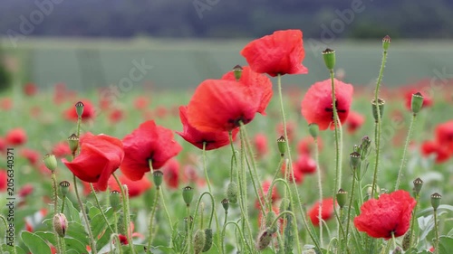 Blühstreifen mit Mohnblüten