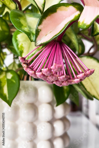 Hoya carnosa Krimson Princess  plant in bloom. Close up of pink wax plant buds and variegated leaves in a white ceramic bubble pot. Houseplant hobby concept.