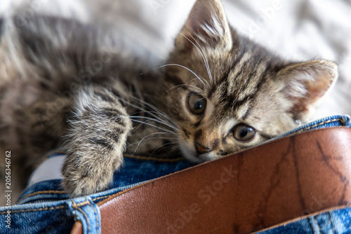 Canvas Print A cute little kitten is playing among the clothes