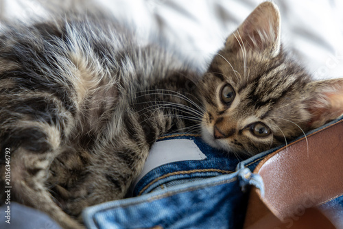 Canvas Print A cute little kitten is playing among the clothes