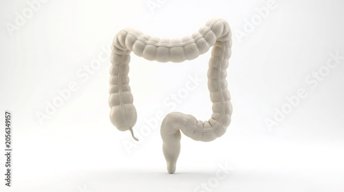 3D Render of Human Large Intestine Colon Isolated on White Background