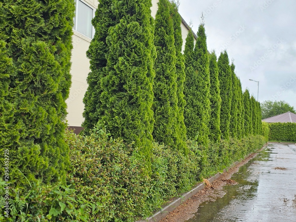Fototapeta premium Tall green trees line the pathway beside a building