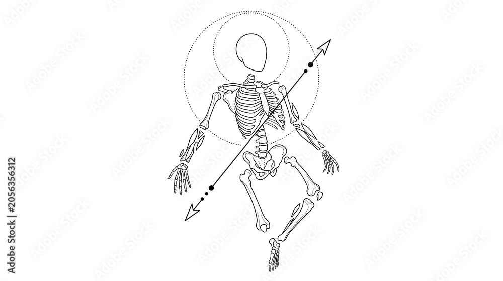 Obraz premium Human Skeleton Line Art with Geometric Circles and Arrow