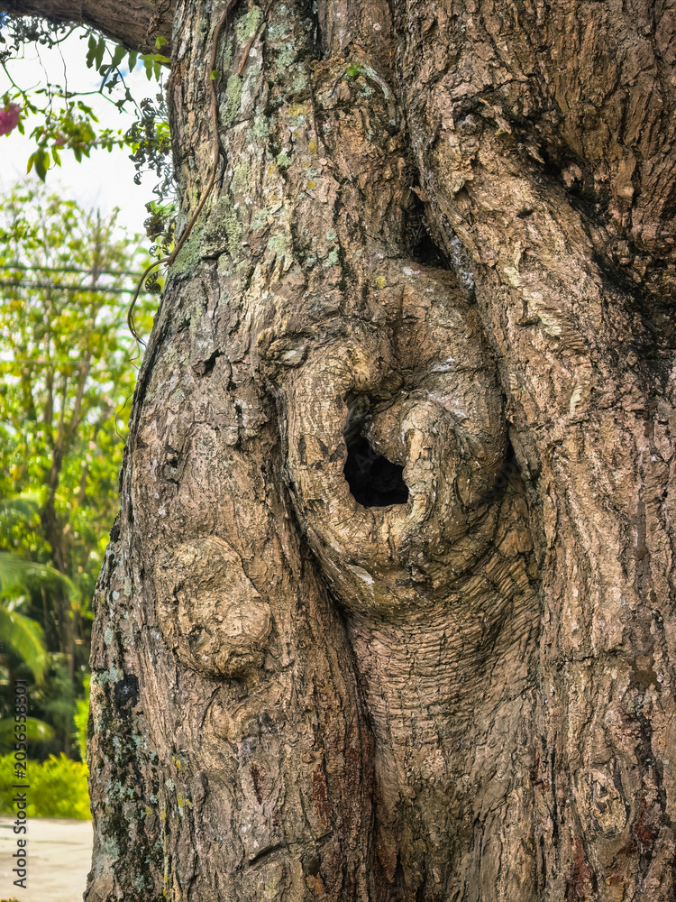 Fototapeta premium Close-up View of a Textured Tree Trunk Featuring a Natural Cavity and Weathered Bark Patterns in a Garden Setting
