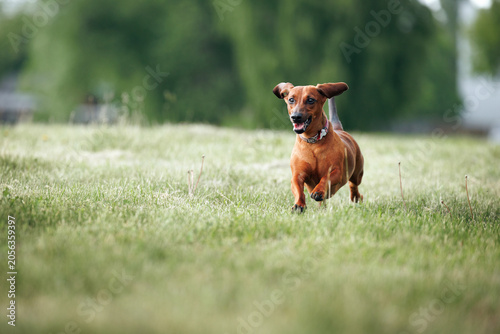 happy dachshund dog running outdoors in summer