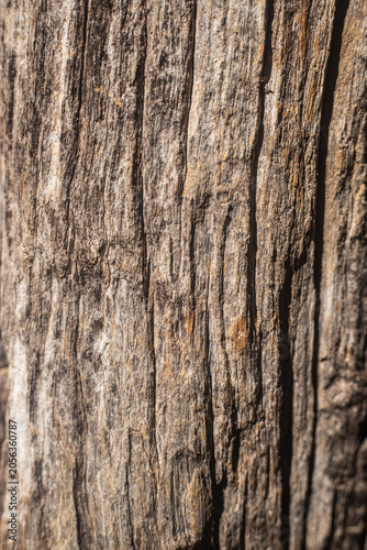 Abstract Weathered Wood Texture with Cracks and Tree Rings, Rustic Natural Background Showing Aging and Organic Patterns