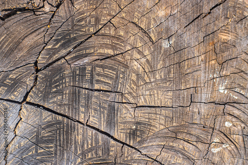 Abstract Weathered Wood Texture with Cracks and Tree Rings, Rustic Natural Background Showing Aging and Organic Patterns
