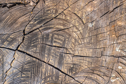 Abstract Weathered Wood Texture with Cracks and Tree Rings, Rustic Natural Background Showing Aging and Organic Patterns