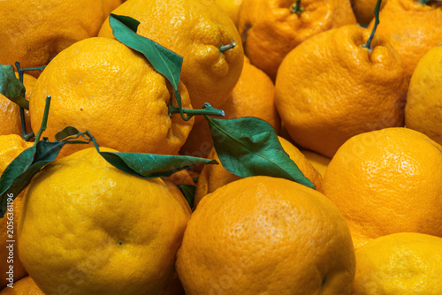 Fresh ripe sumo mandarin oranges with green leaves on market counter. Raw citrus fruits background for grocery store advertising vegan food packaging design and eco friendly agriculture promotion