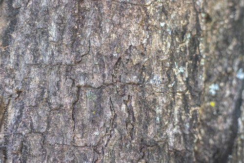 Abstract Weathered Wood Texture with Cracks and Tree Rings, Rustic Natural Background Showing Aging and Organic Patterns