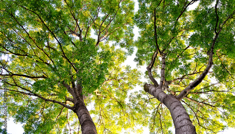 Fototapeta premium Sunlit acacia tree canopies glowing in warm evening light against a clear sky. Dense green foliage illuminated by golden sun rays creates a peaceful natural scene 