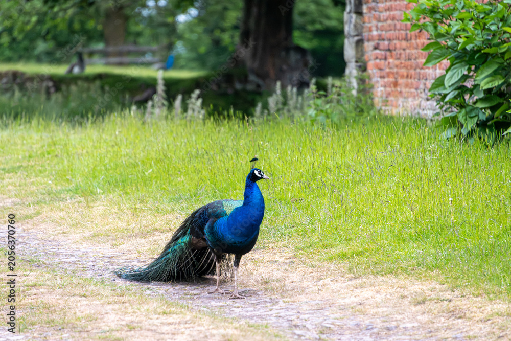 Fototapeta premium Peacock walking along grassy path beside historic brick building