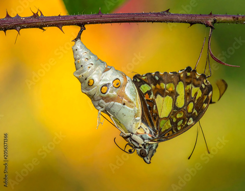Butterfly Pair Mating on Thorny Branch in Warm Garden Light