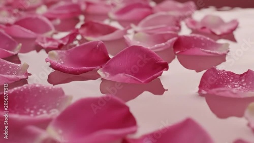 Pink Petals Floating and Water Droplet Splashing in Calm Surface