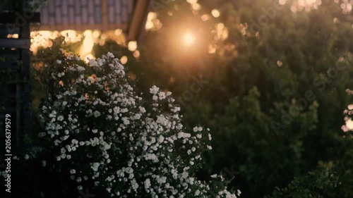 flowers and plants at sunset