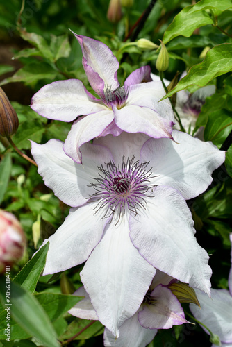 Delicate lavender color clematis flowers