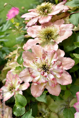Beautiful variety of clematis flower named Pistachio Cake