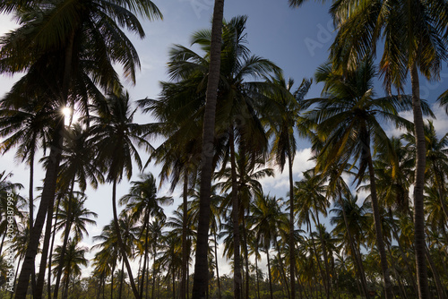 Palm trees against blue sky, Sri Lanka
