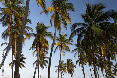Palm trees against blue sky, Sri Lanka