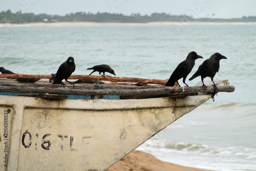 Scavenging black birds on fishing boat, Tangalle, Sri Lanka