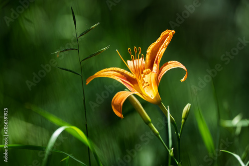 Foto Macro of an orange daylily Hemerocallis fulva blooming among green grass with de