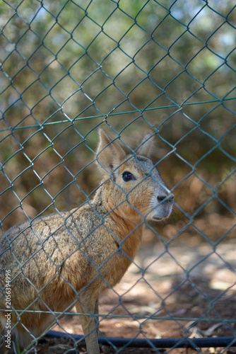 Photos Patagonian mara cavy standing behind a wire fence in a zoo enclosure, close up